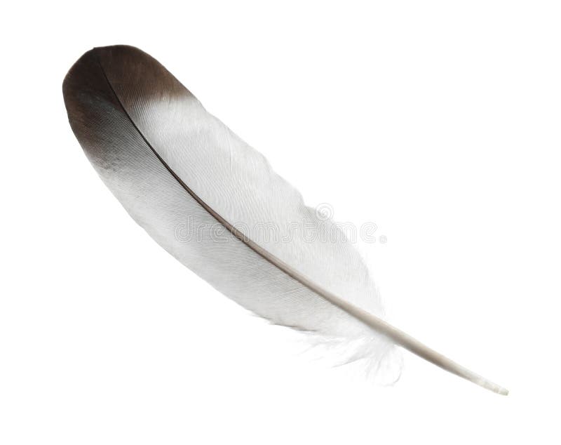 Grey Goose Feathers Isolated On White Stock Photo 2343411867