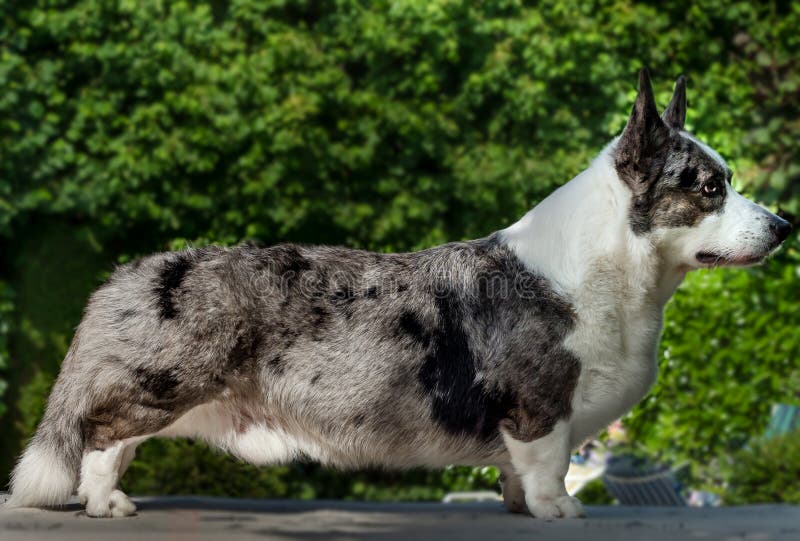 multi colored corgi