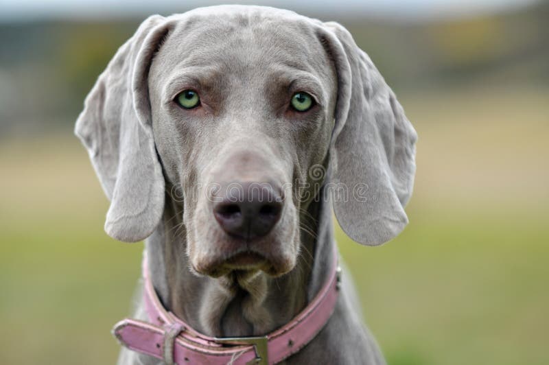 Beautiful Grey dog watching you