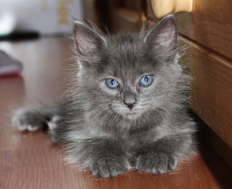 Beautiful Grey Kitten with Blue Eyes Stock Image Image of kitten