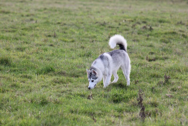 Cute Husky Dog Walks In A Field Editorial Photo Image Of Puppy