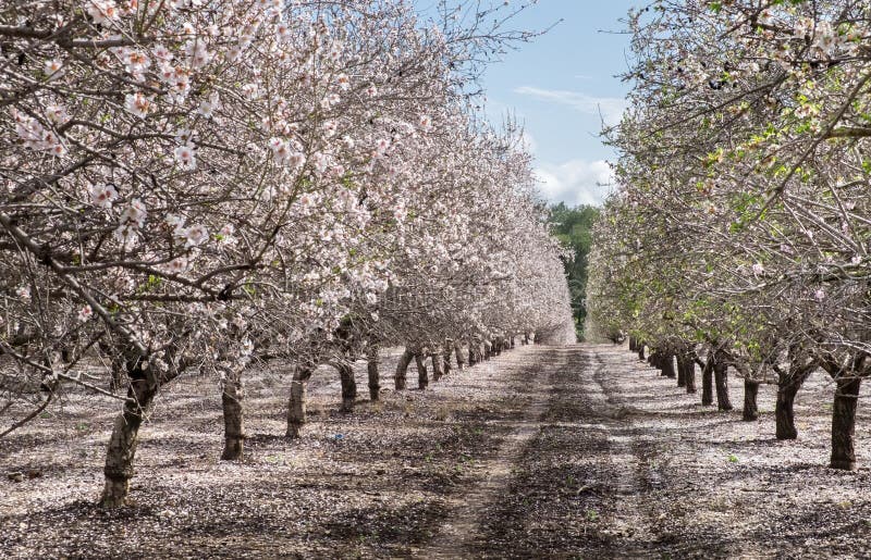 Grove of Blooming Almond Trees on a Commercial Orchard Stock Image Image of flora, close 32022205
