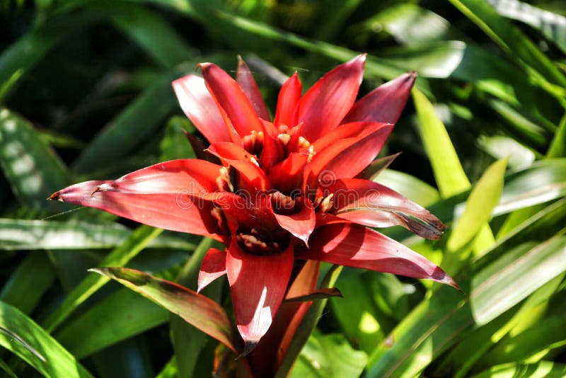 Beautiful guzmania plant in the garden