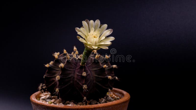 gymnocalycium mihanovichii mint chocolate cactus gymnocalycium mihanovichii mint chocolate cactus