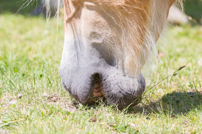Beautiful haflinger horse in the Alps / mountains in Tirol royalty free stock photos Beautiful haflinger horse in the Alps / mountains in Tirol royalty free stock photos