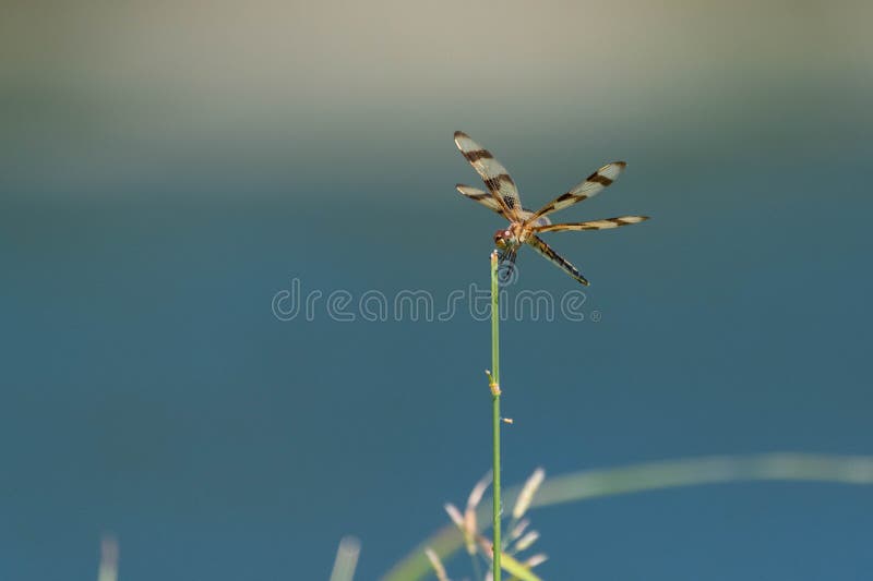 Halloween Pennant dragonfly on a green stick on a pond shore royalty free stock photo