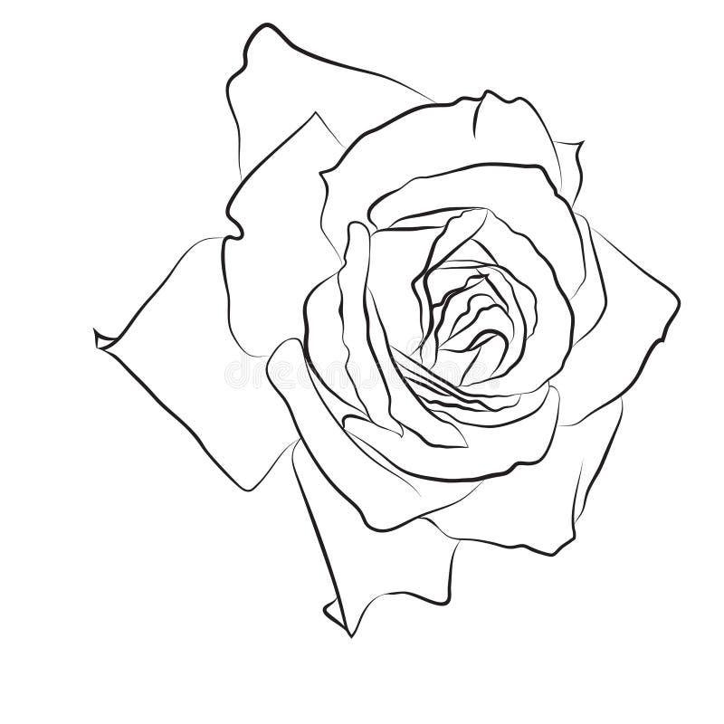 Rose Drawing | Art
