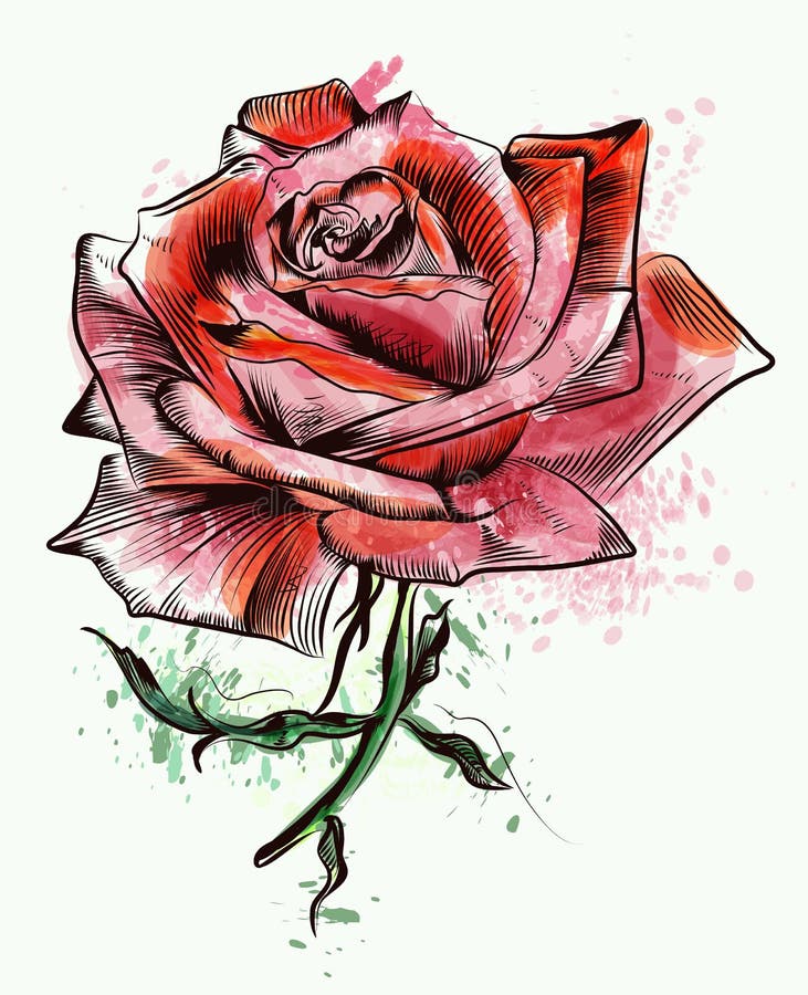 Download Beautiful Hand Drawn Watercolor Rose Vector Stock Vector - Illustration of victorian, flower ...