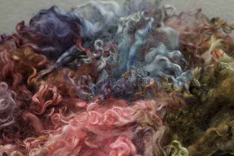 Beautiful hand dyed sheep wool locks in organic pretty colours ready for spinning yarn on a spinning wheel.