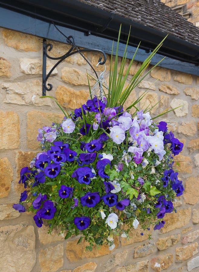 Beautiful hanging basket of blue and purple pansies