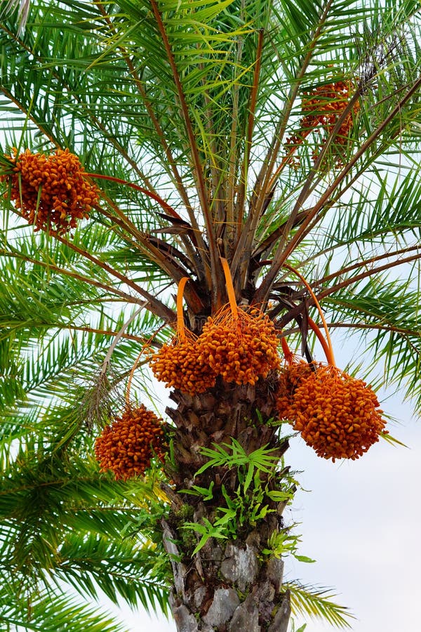 Hanging orange palm tree fruit royalty free stock images