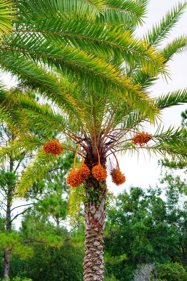 Hanging orange palm tree fruit stock photography