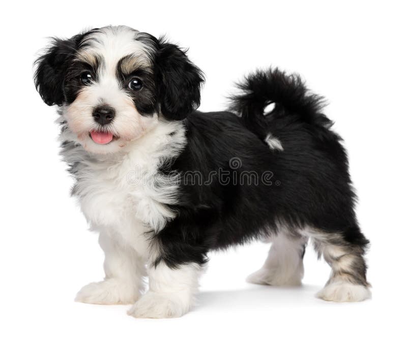 Una bella felice tricolore cucciolo havanese cane è in piedi e guardando la telecamera, isolato su sfondo bianco.