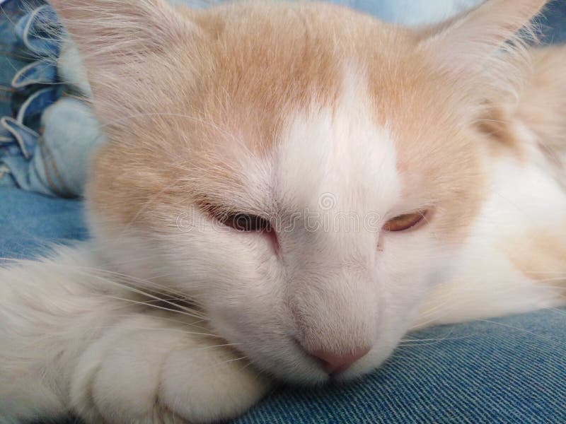 A Beautiful Hazel Eye Close Up Stock Image Image Of Close Parts