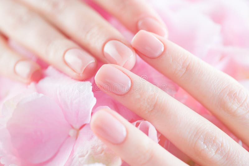 Beautiful Healthy nails. Manicure, Beautiful Woman`s hands, Spa. Female hands with beautiful natural pink french elegant manicure royalty free stock image Beautiful Healthy nails. Manicure, Beautiful Woman`s hands, Spa. Female hands with beautiful natural pink french elegant manicure royalty free stock image