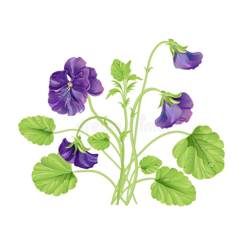 Beautiful Heartsease . Vector Illustration of a Realistic Stock Vector ...