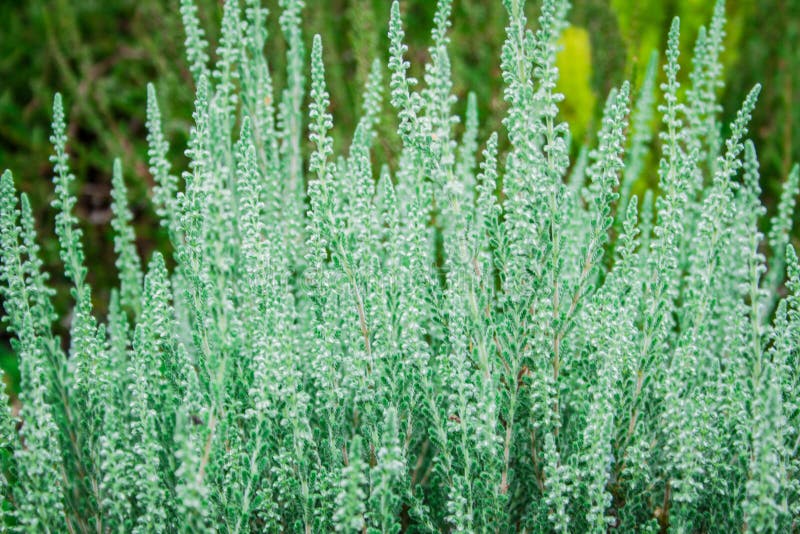 Beautiful heather stock photo Beautiful heather stock photo