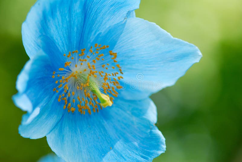 Close-up of a beautiful Himalayan Blue Poppy Flower