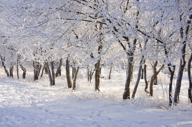 Beautiful hoarfrost