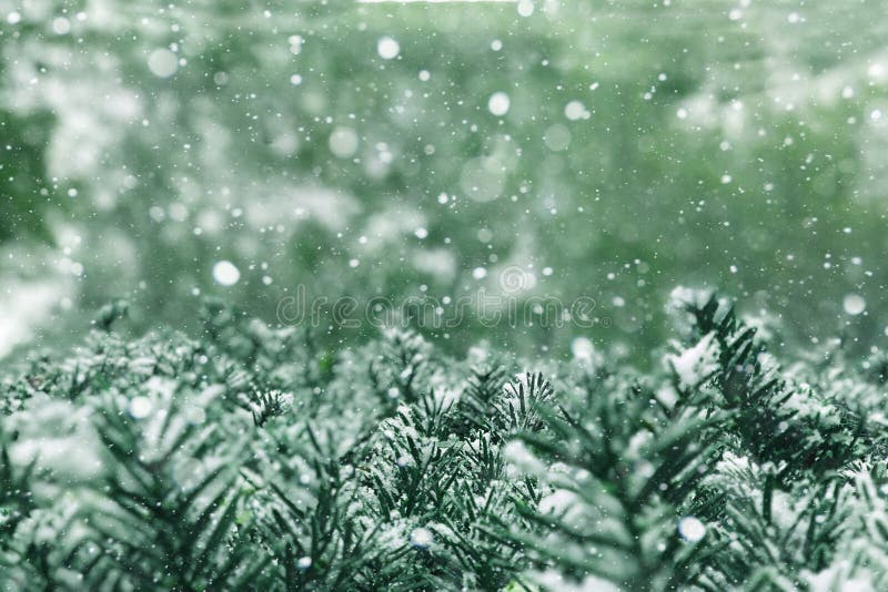 Bellissimo vacanza gelo stagione Freddo bianco cadente la neve un struttura blu verde abete un albero frontiere da vicino copiare spazio.