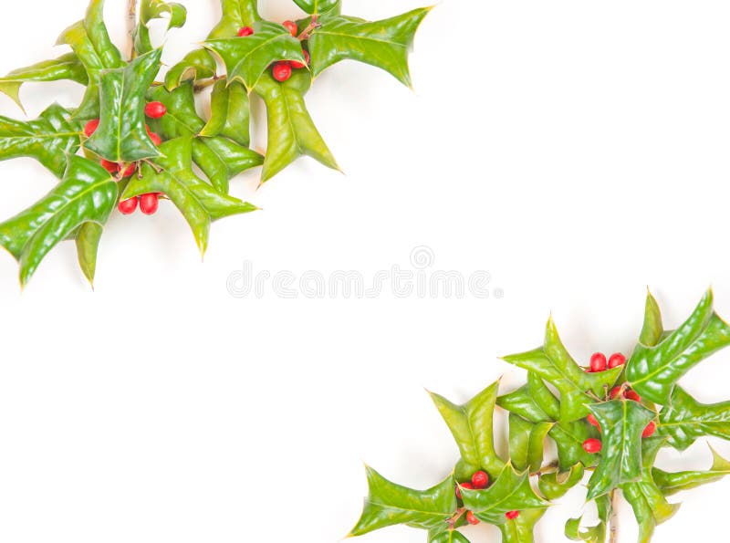 Beautiful holly berry decorative