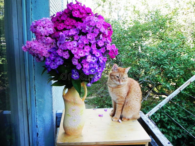 Beautiful home cat. Ginger cat in a vibrant hue. Details and close-up. stock photo Beautiful home cat. Ginger cat in a vibrant hue. Details and close-up. stock photo