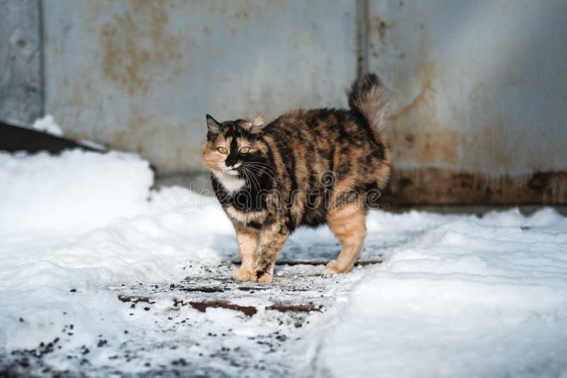 Wild cat in the snow stock image. Image of sneak, portrait 114330125