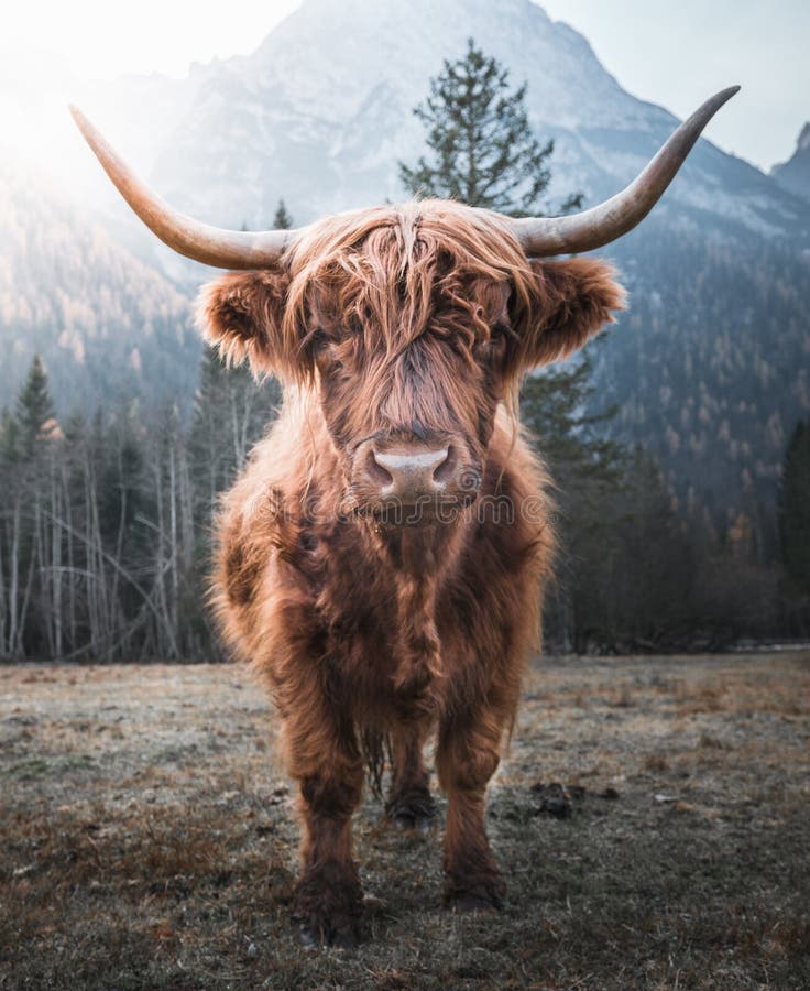 Highland Cow Photos, Download The BEST Free Highland Cow Stock Photos & HD  Images