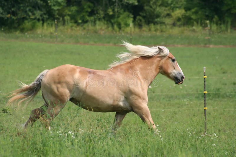 Beautiful Horse royalty free stock image
