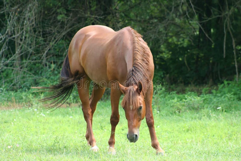 Beautiful Horse