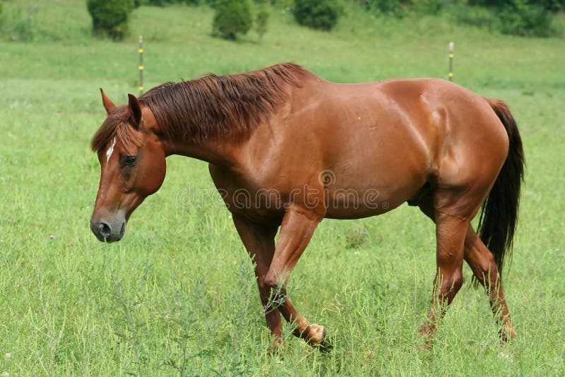 Beautiful Horse