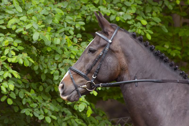 Beautiful horse royalty free stock photo