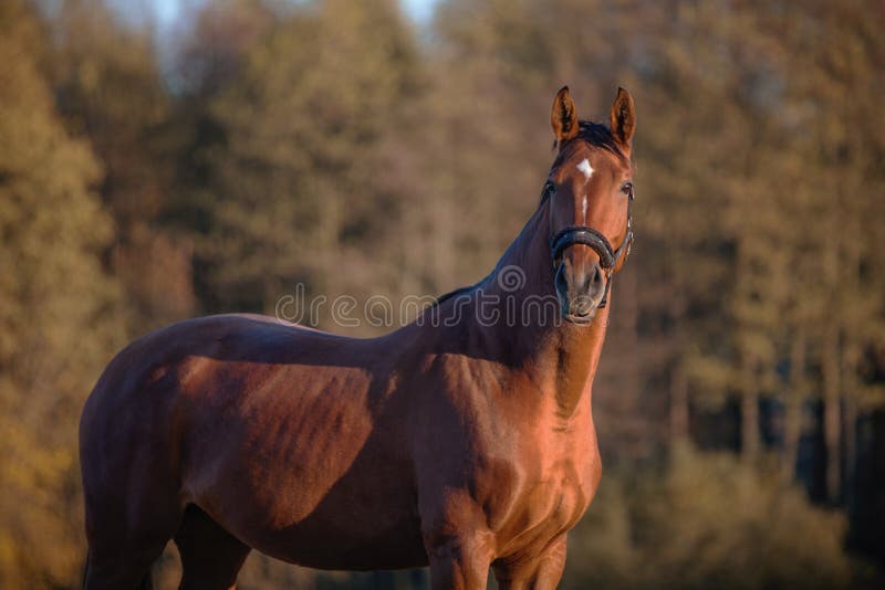 Beautiful horse in autumn landscape