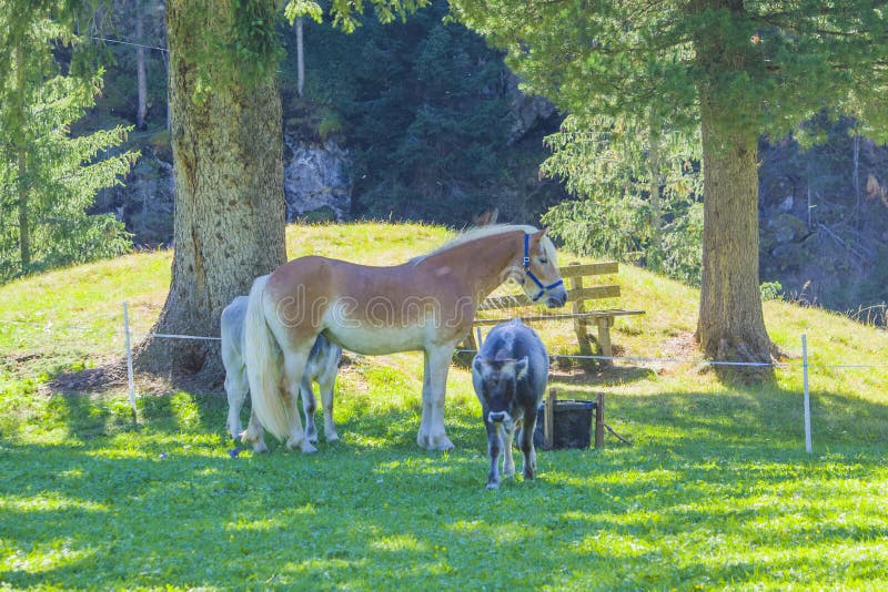Beautiful horse with blond fur and long ears, grazes in the mountains royalty free stock photo Beautiful horse with blond fur and long ears, grazes in the mountains royalty free stock photo