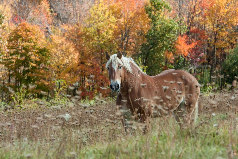 Beautiful horse in Field During Fall Foliage royalty free stock photos Beautiful horse in Field During Fall Foliage royalty free stock photos