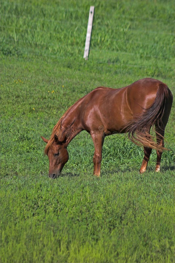 Beautiful horse grazing