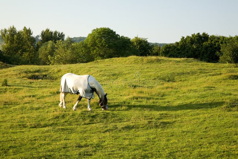 Beautiful Horse Grazing