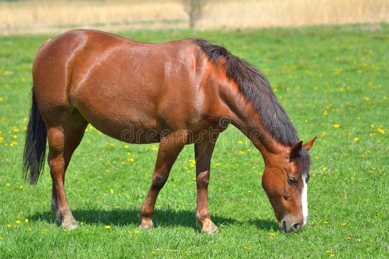 Beautiful Horse on the Green Grass Pasture Stock Image Image of