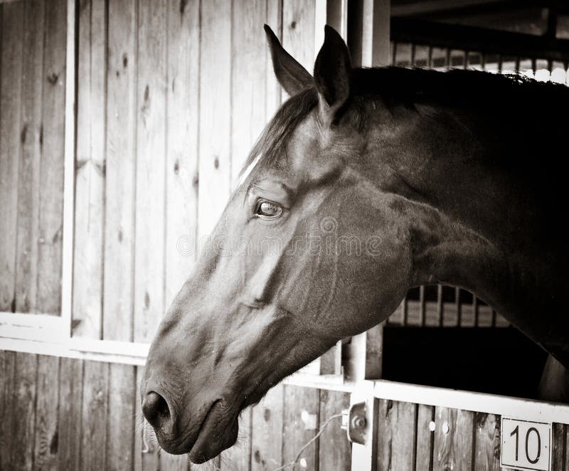 Beautiful Horse Head stock image. Image of nose, closeup 12646231