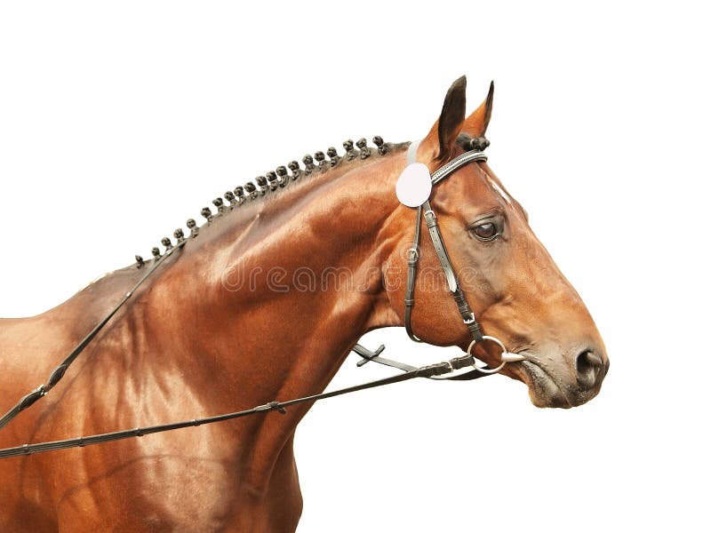 Beautiful horse isolated on white