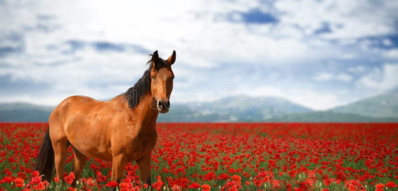 Horse in poppy field near mountains under cloudy sky. Banner design