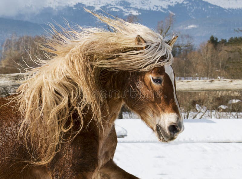 Beautiful horse on snow