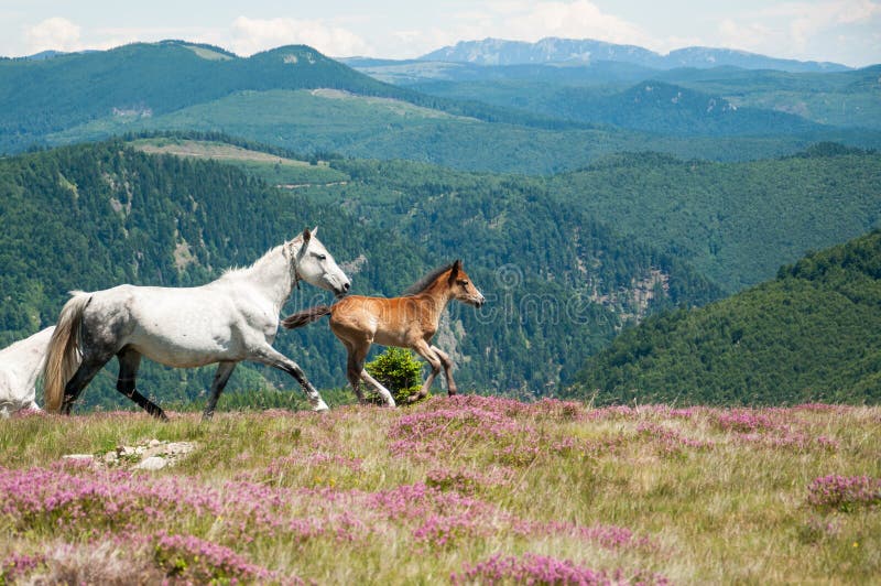 Beautiful horses in idyllic mountain scenery