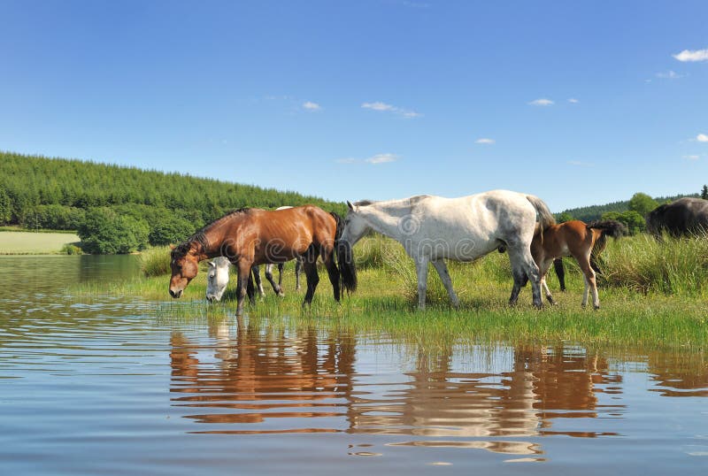 Beautiful horses in a lake stock photo. Image of farm 94406090