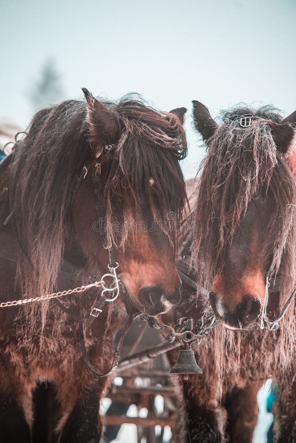 Beautiful Horses during Winter. Pulling Chariot. Stock Image Image of