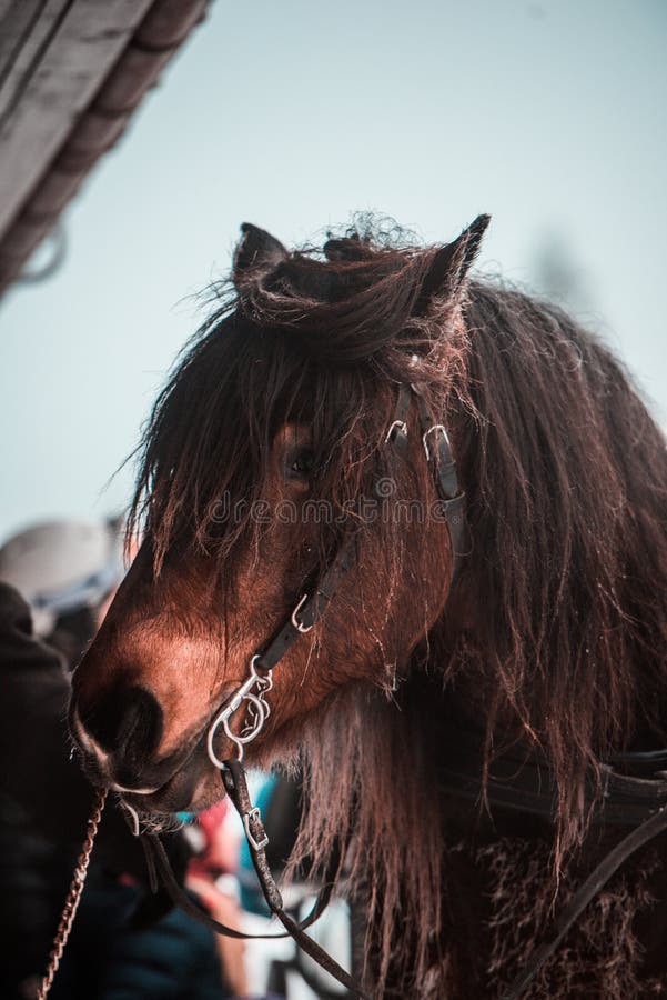 Beautiful Horses during Winter. Pulling Chariot. Stock Photo Image of