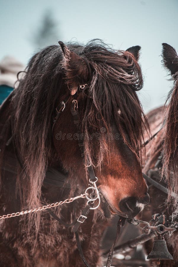 Beautiful Horses during Winter. Pulling Chariot. Stock Image Image of