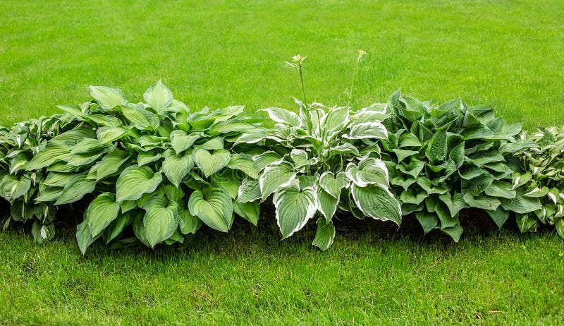 Beautiful Hosta Leaves Background Hosta An Ornamental Plant For