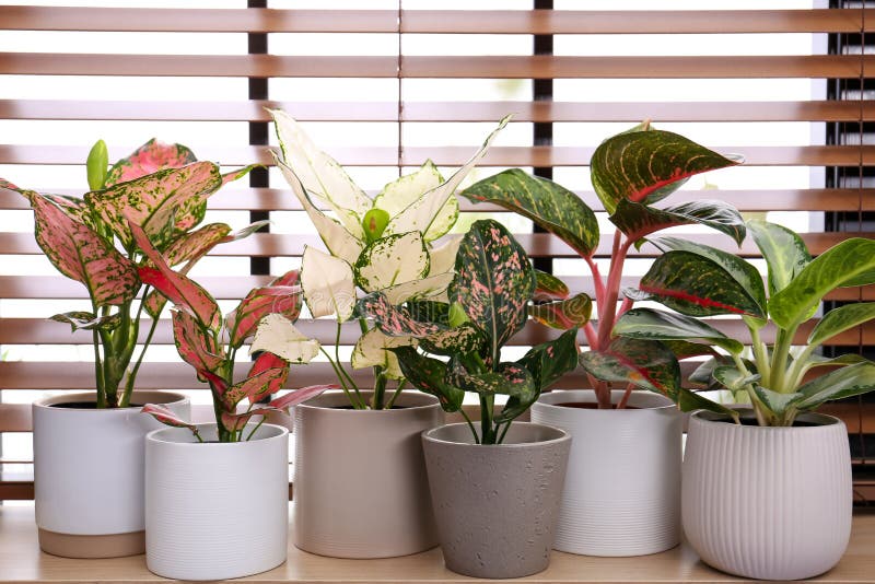 Beautiful houseplants on wooden window sill indoors. Beautiful houseplants on wooden window sill stock photo
