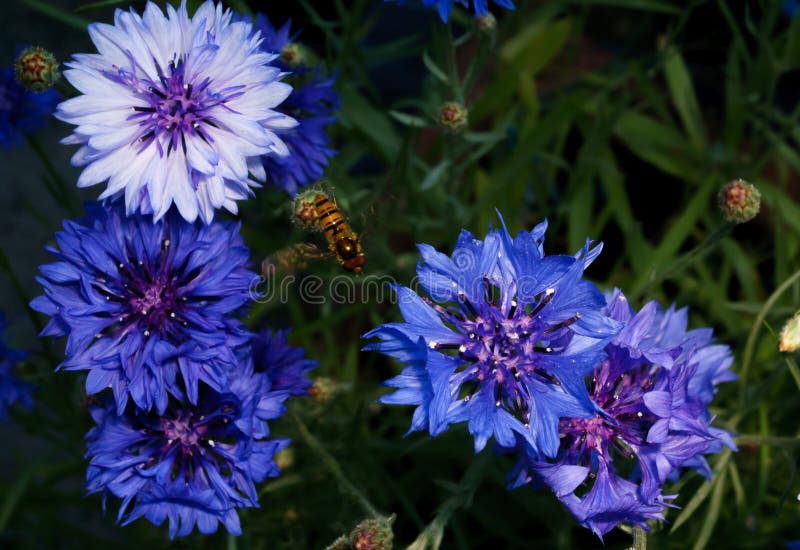 A beautiful Hoverfly hovering over a blue and purple flower